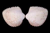 藏品(草莓鳥尾蛤)的圖片